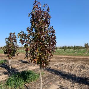 Liquidambar styraciflua Moraine