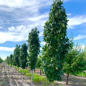 Liquidambar styraciflua Slender Silhouette