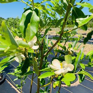 Magnolia virginiana 