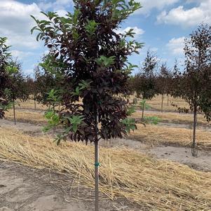 Prunus virginiana Sucker Punch