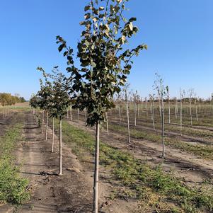 Tilia tomentosa Sterling