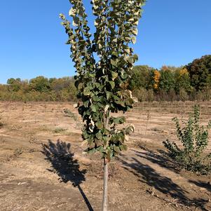 Tilia tomentosa Silver Lining