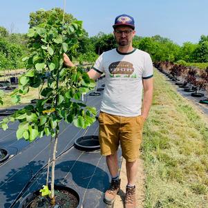 Tilia zamoyskiana Zamoysk Linden 