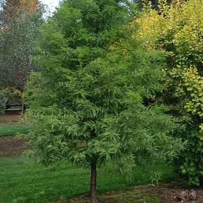 Taxodium distichum 'JFS-SGPN' Green Whisper® 