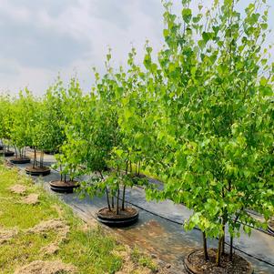 Betula populifolia 'Whitespire' Birch 