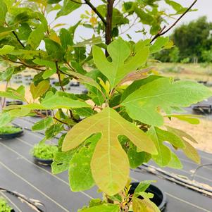 Sassafras albidum 