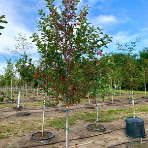 Nyssa sylvatica 'Green Gable' 