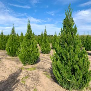 Juniperus chinensis 'Spartan' 