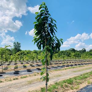 Asimina triloba 