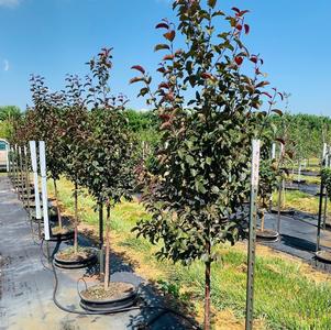 Malus 'JFS KW139MX' Ruby Dayze® Crabapple 