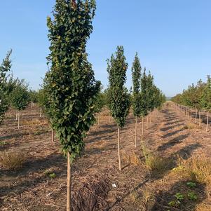 Carpinus betulus 'Lucas' Pyramidal Hornbeam 