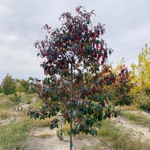 Nyssa sylvatica 'JFS-Red' Firestarter® 