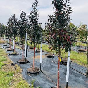 Malus 'JFS KW213MX' Raspberry Spear® Crabapple 