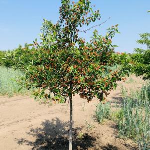 Malus 'Prairie Rose' Crabapple 