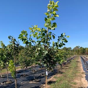 Ptelea trifoliata 