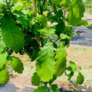 Quercus michauxii Swamp Chestnut Oak 