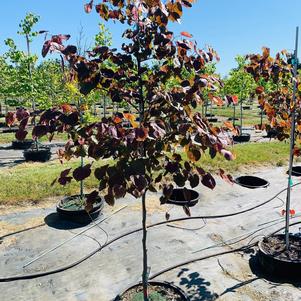 Cercis canadensis Midnight Express® 'RNI-RCC3' 