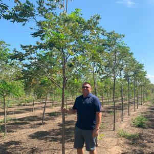 Gymnocladus dioicus 'Morton' Skinny Latte® Kentucky Coffeetree 