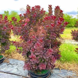 Cotinus coggygria Royal Purple Smokebush 