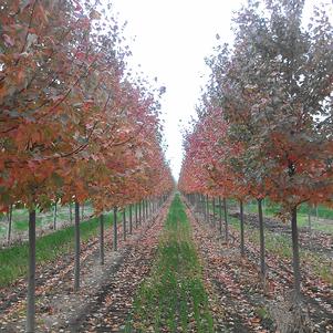 Acer rubrum 'Franksred' <br> Red Sunset® Red Maple JFS 