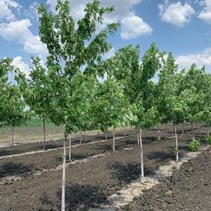 Acer saccharinum Silver Queen Silver Maple 