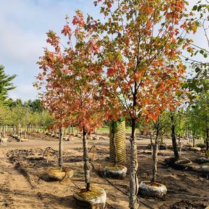 Acer freemanii Marmo Maple 