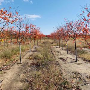 Amelanchier grandiflora Autumn Brilliance Serviceberry 