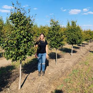 Carpinus caroliniana American Hornbeam 