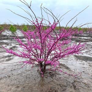 Cercis canadensis Eastern Redbud 