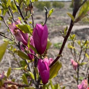 Magnolia Anne 