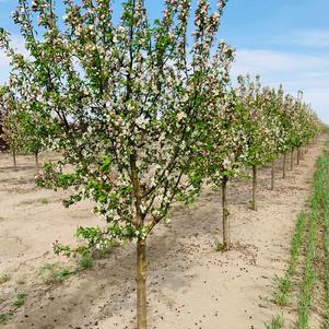 Malus Donald Wyman Crabapple 