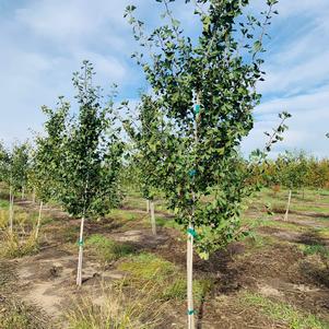 Ginkgo biloba Princeton Sentry Ginkgo 