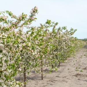 Malus Red Jade Crabapple 