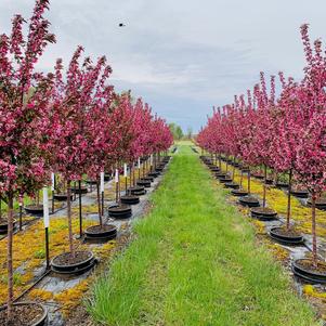 Malus 'JFS-KWS' Royal Raindrops® Crabapple 