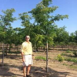 Gleditsia tri. inermis 'Suncole' Sunburst Honeylocust 