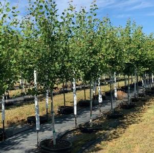 Populus tremuloides <br> Quaking Aspen 