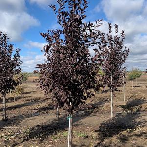 Prunus virginiana 'Canada Red' Chokecherry 