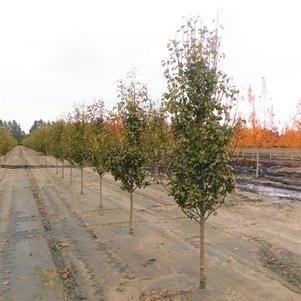 Pyrus calleryana 'Jaczam' Jack® Callery Pear 