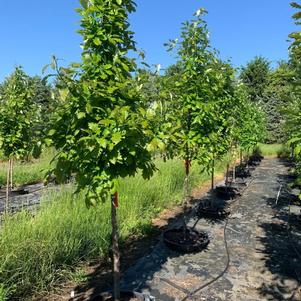 Quercus bicolor Swamp White Oak 