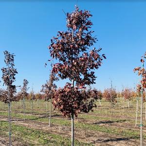 Quercus ellipsoidalis Northern Pin Oak 