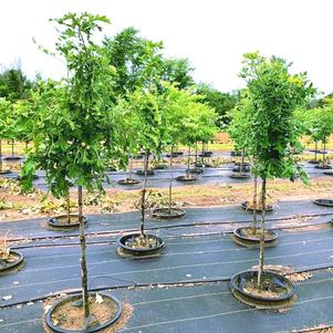 Quercus macrocarpa Bur Oak 