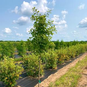 Quercus muehlenbergi Chinkapin Oak 