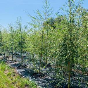 Salix alba 'Tristis' Golden Niobe Weeping Willow 