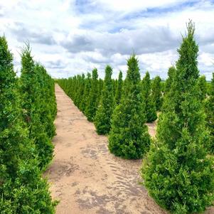 Juniperus chinensis 'Hetzii' Columnar Juniper 