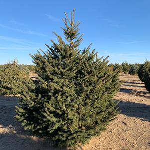 Picea glauca 'Densata' Black Hills Spruce 