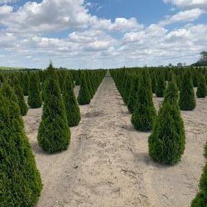 Thuja occidentalis 'Smaragd' Emerald Arborvitae 