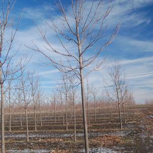 Acer platanoides Emerald Queen Norway Maple 