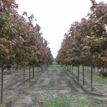 Acer platanoides 'Deborah' Acer platanoides 'Deborah'