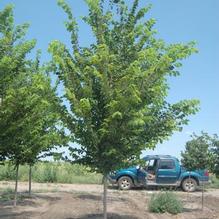 Ulmus americana 'Princeton' Ulmus americana 'Princeton'