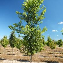 Ulmus japonica x pumila 'New Horizon' Ulmus japonica x pumila 'New Horizon'
